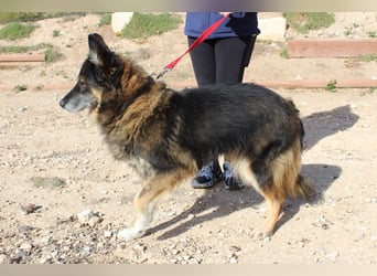 BRIGITTE außergewöhnlich sanfte Traumhündin sucht  liebevolles  Für-immer-Zuhause