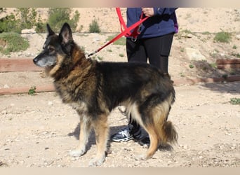 BRIGITTE außergewöhnlich sanfte Traumhündin sucht  liebevolles  Für-immer-Zuhause