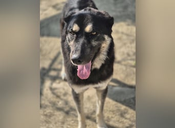 Amy -  wunderschöne Lady mit purer Lebensfreude