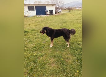 Amy -  wunderschöne Lady mit purer Lebensfreude