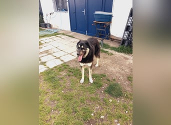 Amy -  wunderschöne Lady mit purer Lebensfreude