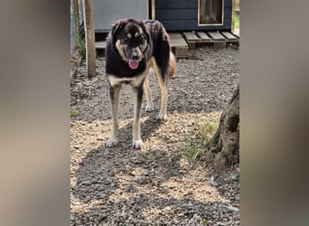 Amy -  wunderschöne Lady mit purer Lebensfreude