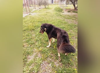 Amy -  wunderschöne Lady mit purer Lebensfreude