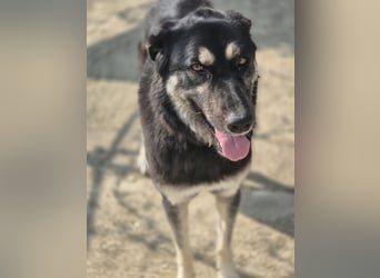 Amy -  wunderschöne Lady mit purer Lebensfreude
