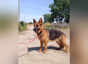 Die ruhige, sanfte Bessy sucht ein Zuhause !