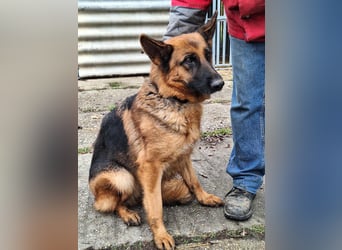 Die ruhige, sanfte Bessy sucht ein Zuhause !