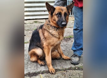 Die ruhige, sanfte Bessy sucht ein Zuhause !