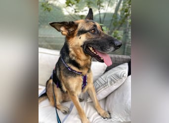 Astoria (Spanien) – fröhliche Schäferhündin mit Entdeckergeist sucht liebevolles Zuhause