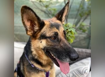 Astoria (Spanien) – fröhliche Schäferhündin mit Entdeckergeist sucht liebevolles Zuhause