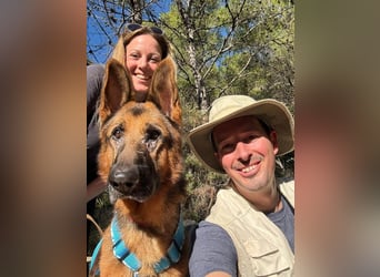 Xando (Spanien) – stolzer Schäferhund-Senior sucht ein Zuhause, das ihn endlich verdient