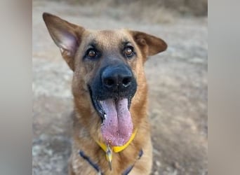 Capitan (Spanien) – fröhlicher Schäferhund-Mix mit Charme, Humor und großem Herz