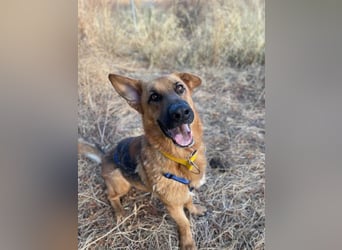 Capitan (Spanien) – fröhlicher Schäferhund-Mix mit Charme, Humor und großem Herz