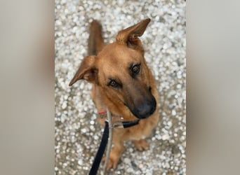 Capitan (Spanien) – fröhlicher Schäferhund-Mix mit Charme, Humor und großem Herz
