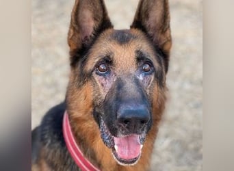 Xando (Spanien) – stolzer Schäferhund-Senior sucht ein Zuhause, das ihn endlich verdient