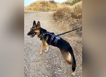 Astoria (Spanien) – fröhliche Schäferhündin mit Entdeckergeist sucht liebevolles Zuhause