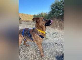 Capitan (Spanien) – fröhlicher Schäferhund-Mix mit Charme, Humor und großem Herz