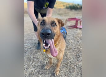 Capitan (Spanien) – fröhlicher Schäferhund-Mix mit Charme, Humor und großem Herz