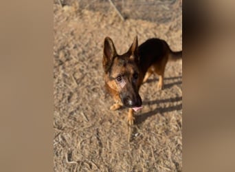 Xando (Spanien) – stolzer Schäferhund-Senior sucht ein Zuhause, das ihn endlich verdient