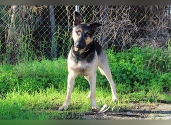 Trump (Spanien) -  stattlicher Kerl mit Ecken und Kanten