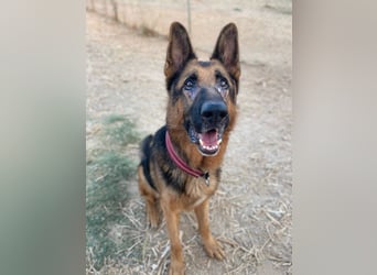 Xando (Spanien) – stolzer Schäferhund-Senior sucht ein Zuhause, das ihn endlich verdient