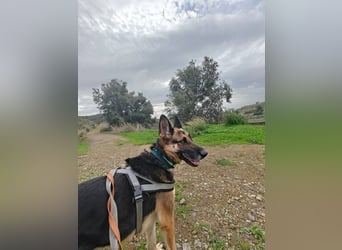 Astoria (Spanien) – fröhliche Schäferhündin mit Entdeckergeist sucht liebevolles Zuhause