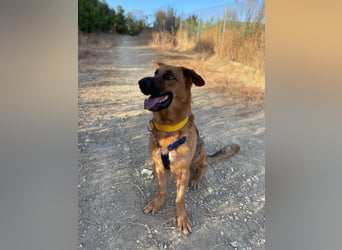 Capitan (Spanien) – fröhlicher Schäferhund-Mix mit Charme, Humor und großem Herz