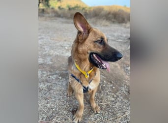 Capitan (Spanien) – fröhlicher Schäferhund-Mix mit Charme, Humor und großem Herz