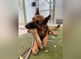 Xando (Spanien) – stolzer Schäferhund-Senior sucht ein Zuhause, das ihn endlich verdient