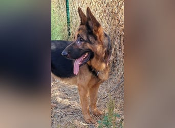 Xando (Spanien) – stolzer Schäferhund-Senior sucht ein Zuhause, das ihn endlich verdient