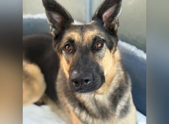 Trump (Spanien) -  stattlicher Kerl mit Ecken und Kanten