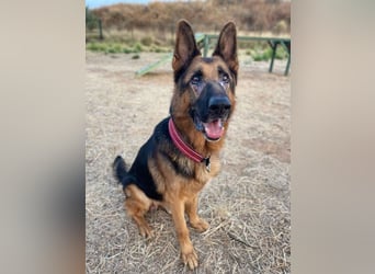 Xando (Spanien) – stolzer Schäferhund-Senior sucht ein Zuhause, das ihn endlich verdient