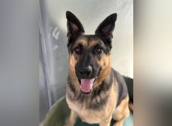 Trump (Spanien) -  stattlicher Kerl mit Ecken und Kanten