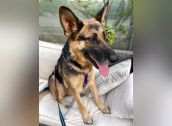 Astoria (Spanien) – fröhliche Schäferhündin mit Entdeckergeist sucht liebevolles Zuhause