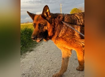 Schäferhündin Patsy (6) sucht ein Zuhause