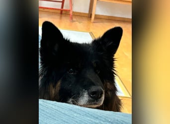 Verspielter Bruno sucht seine Menschen