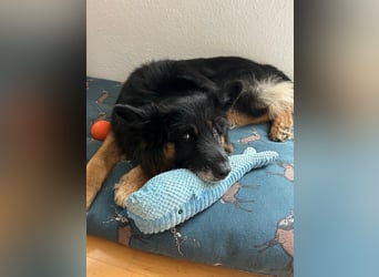 Verspielter Bruno sucht seine Menschen