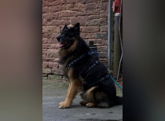 Verspielter Bruno sucht seine Menschen