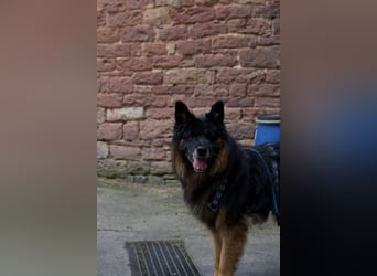 Verspielter Bruno sucht seine Menschen
