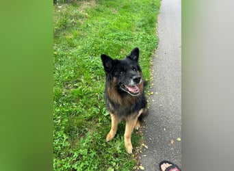 Verspielter Bruno sucht seine Menschen