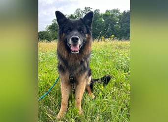 Verspielter Bruno sucht seine Menschen