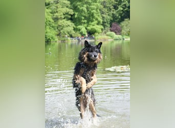 Verspielter Bruno sucht seine Menschen