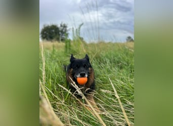Verspielter Bruno sucht seine Menschen