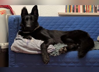 fröhliche Gala