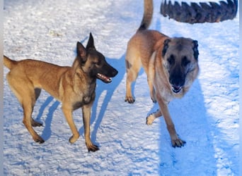 Harway – unser aufgehender Stern