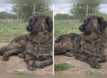 Kämpferin Mascha sucht ihr Für-immer-Zuhause