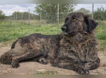 Kämpferin Mascha sucht ihr Für-immer-Zuhause