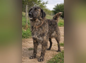 Kämpferin Mascha sucht ihr Für-immer-Zuhause