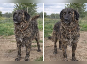 Kämpferin Mascha sucht ihr Für-immer-Zuhause