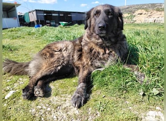 Kämpferin Mascha sucht ihr Für-immer-Zuhause