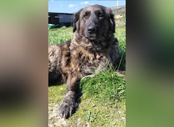 Kämpferin Mascha sucht ihr Für-immer-Zuhause